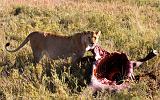 TANZANIA - Serengeti National Park - Leonessa con preda (Bufalo) - 04